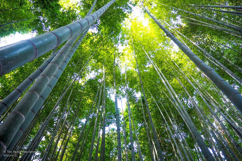 bamboo garden at Hokoku-ji | Kamakura Day Trip in autumn • The Petite Wanderess