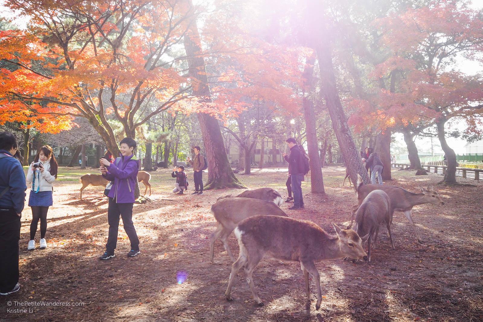 deer and tourists at Nara Park | Nara Day Trip from Kyoto • The Petite Wanderess
