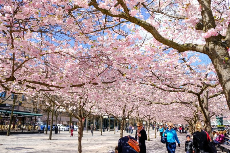 cherry blossoms | Stockholm in 48 Hours • The Petite Wanderess