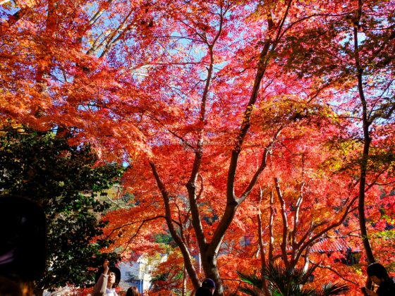 Stunning photos of autumn in Japan • The Petite Wanderess