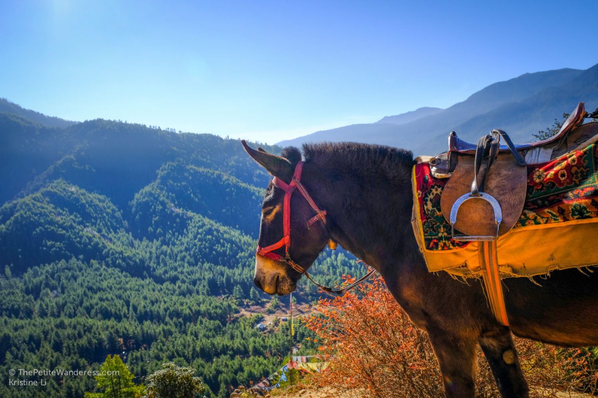 Horseback Hike to Tiger's Nest, Bhutan • The Petite Wanderess