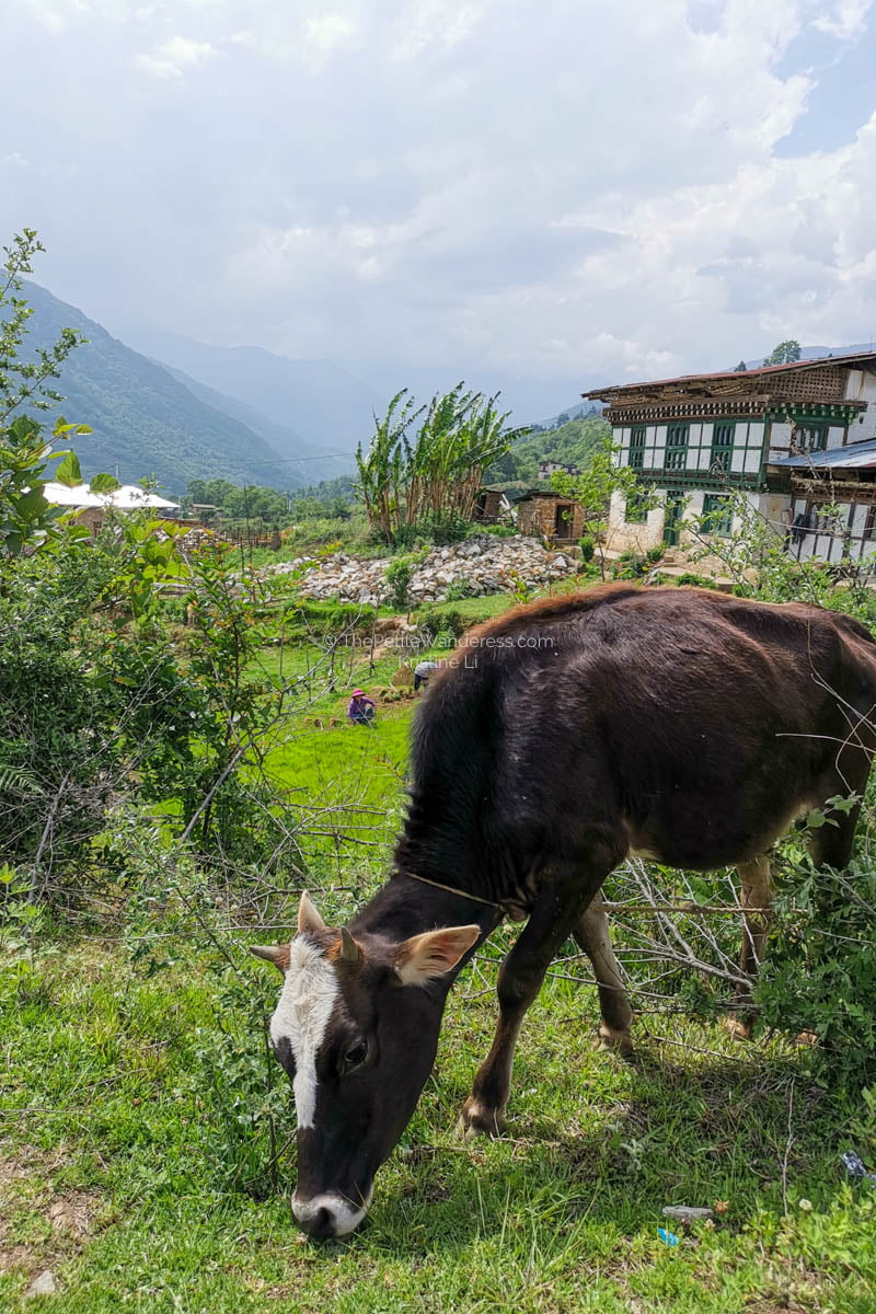 Eastern Bhutan road trip photos • The Petite Wanderess